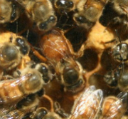 Honey Bees and Humans Share Social Genetic Profile