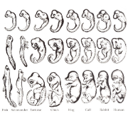 Rewriting Evolution History